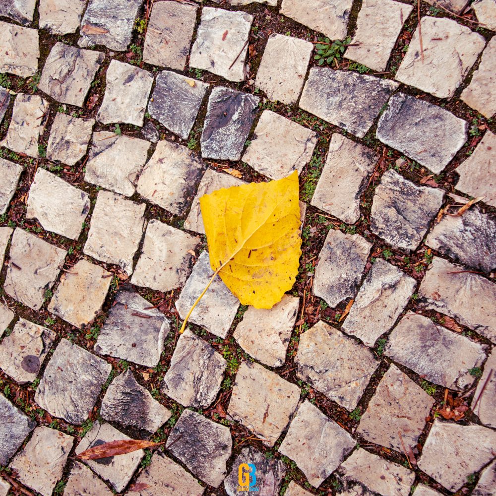 Portugal, leaf, 2023