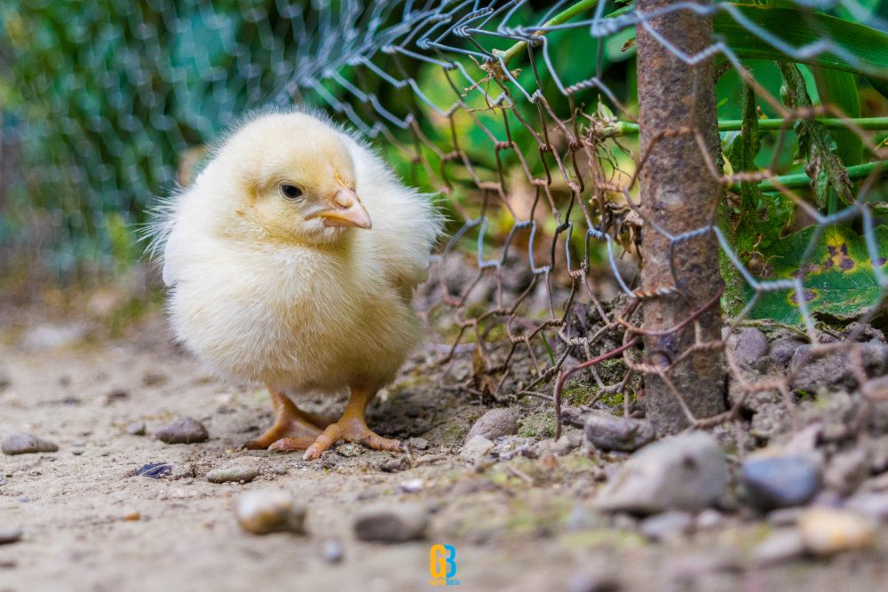 Young chicken