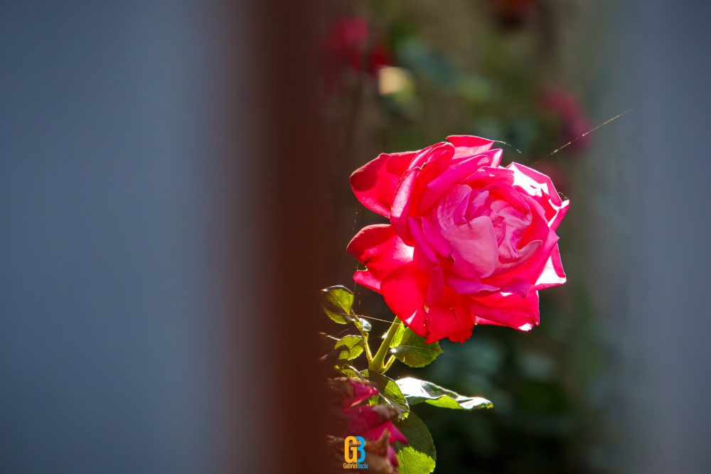 Roze