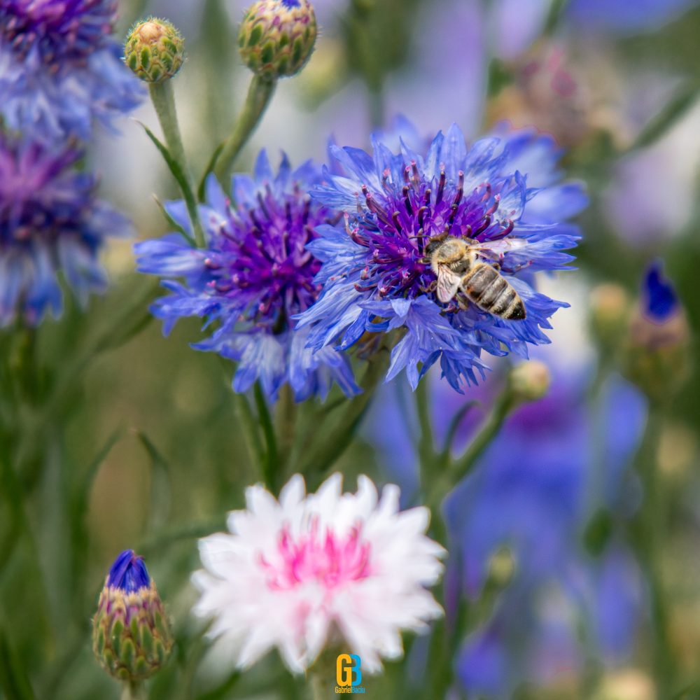 Flower, bee