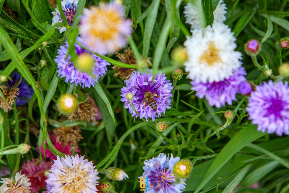 Flowers, bee