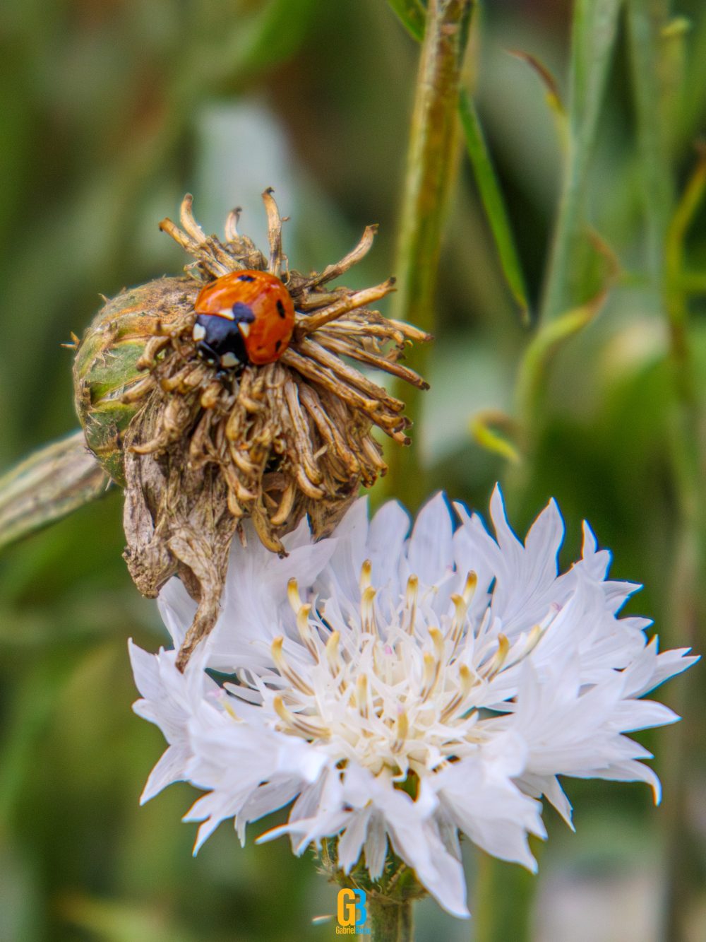 Flower, ladybug