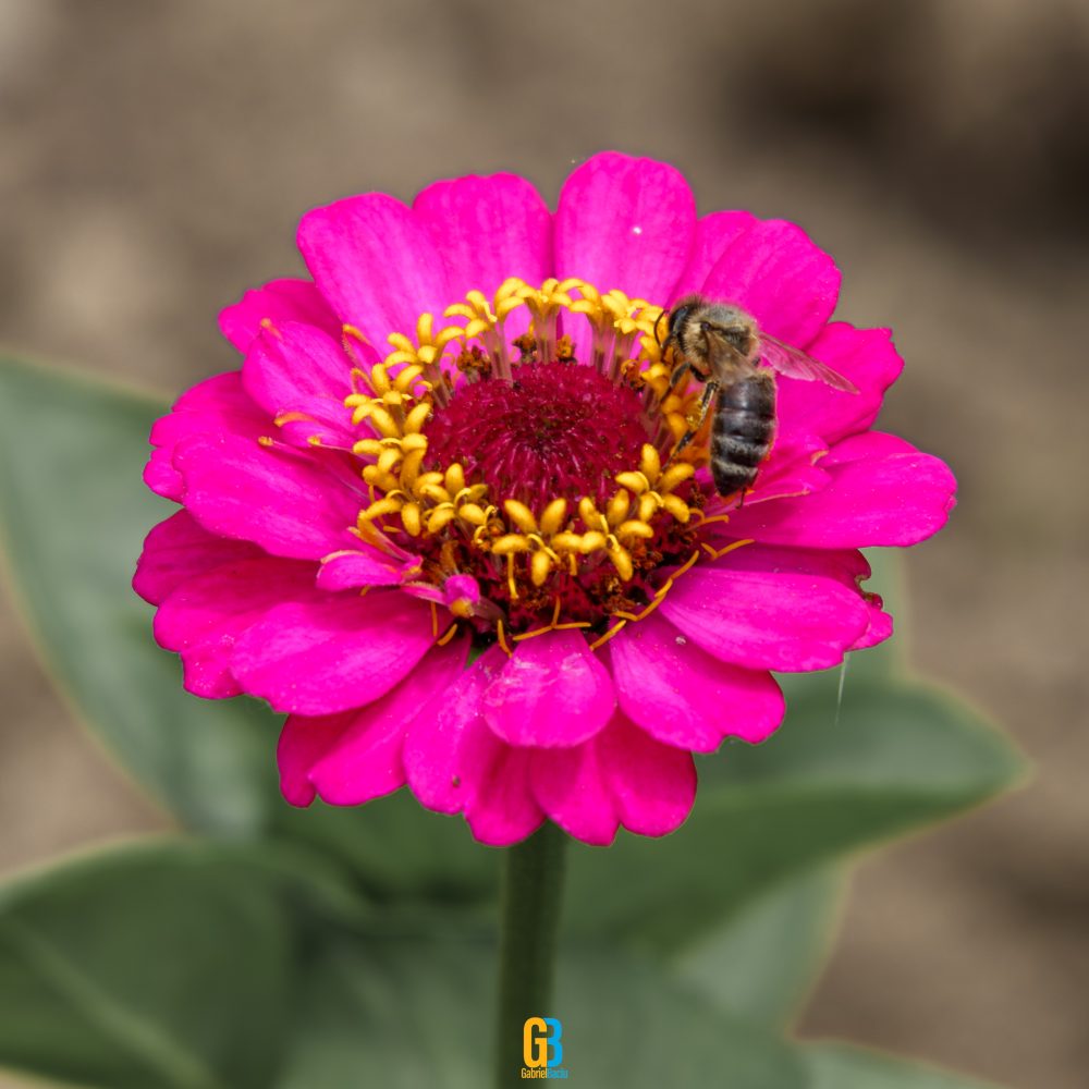 Flower, bee
