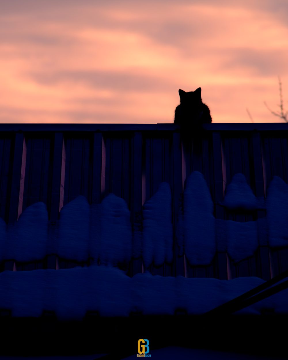 Cat, sunset