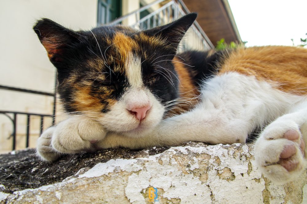Cat, Greece