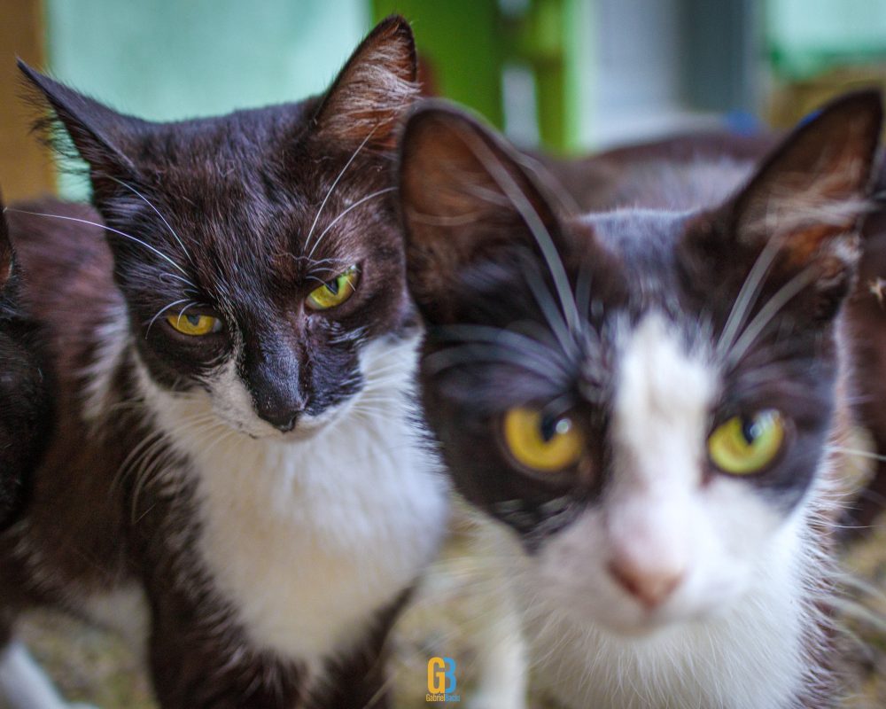 Cats