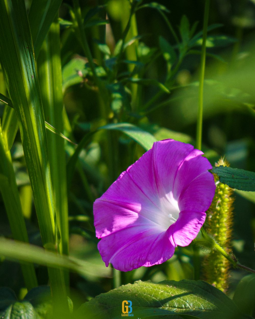 Flower, Romania
