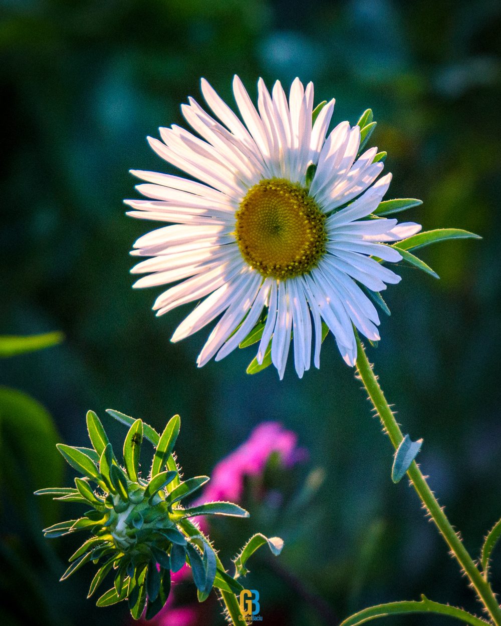 Flower, Romania