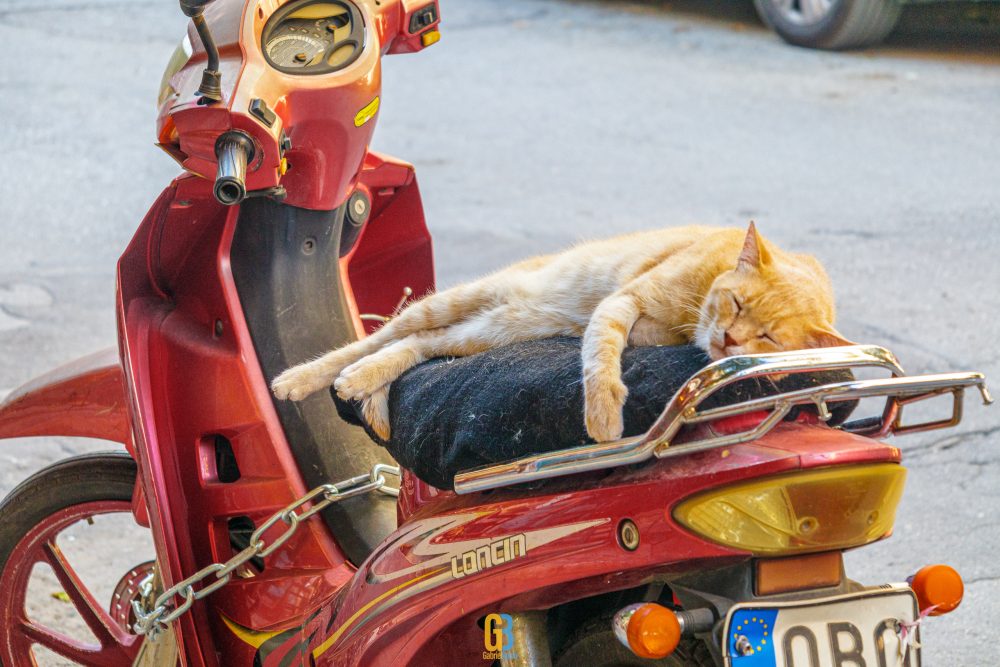 Athens, Greece, cat