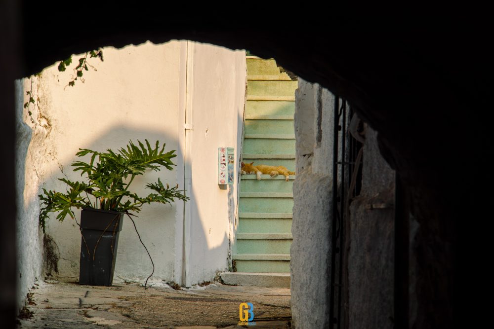 Cat, Greece