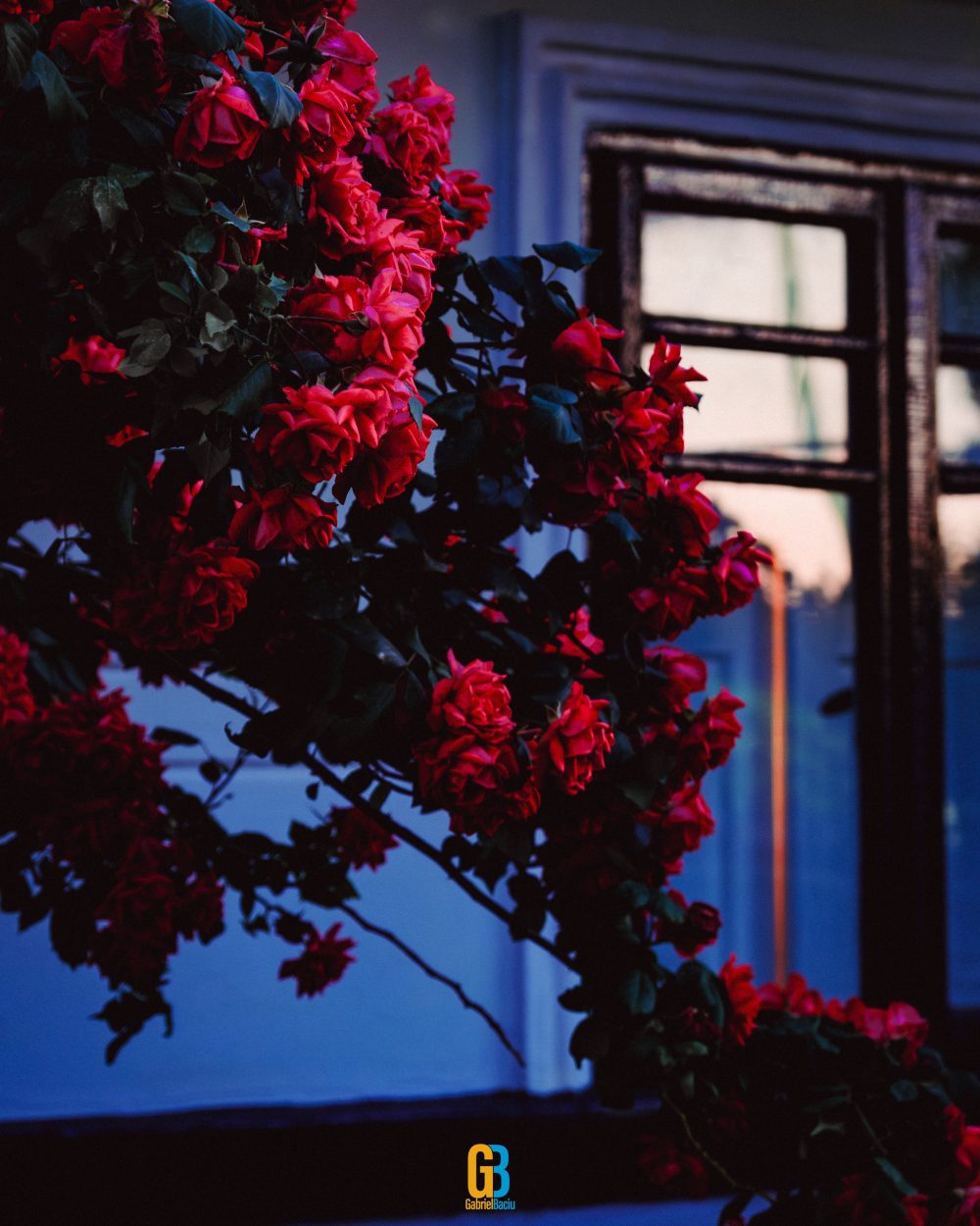 Experimental, flowers by night